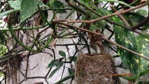 Fantails Building a Nest