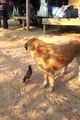 WAJIB DITONTON Anjing Yang Berteman Dengan Seekor Burung  - The Friendship of a Dog and Bird