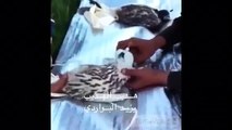 مقناص هديب الهديب طرح طيور في منغوليا