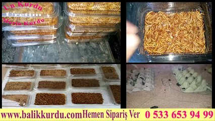 Un Kurdu Ve Morio Kurdu Üretimi  www.unkurduuretim.com