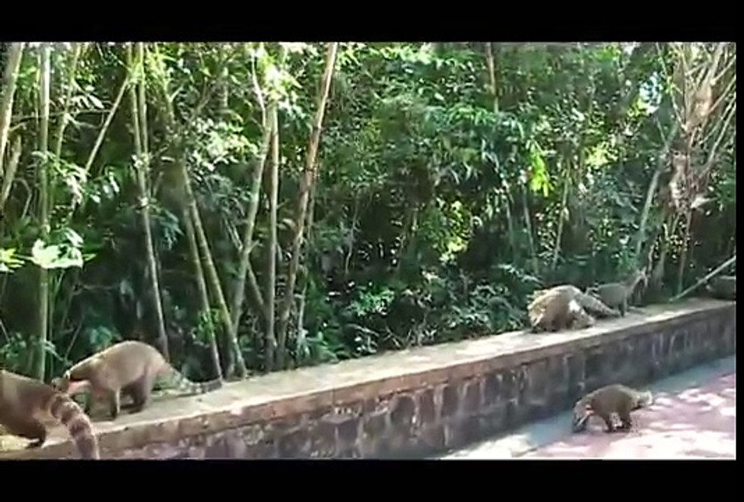 Iguazu Falls (Brazil & Argentina) Cataratas do Iguaçu & Cataratas del Iguazú