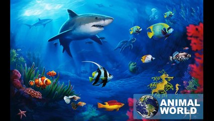 Check out the First Car Wash for Animals - The Animal Wash - CAUTION Extremely Funny - HD