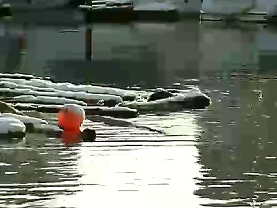 Seals in Stanley PArk