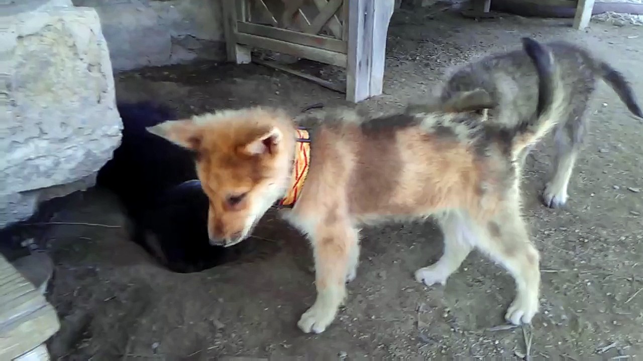 Puppy Fight!  BATTLE FOR THE HOLE!