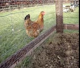 Our Piglets Having Banana