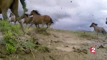 Le problème des chevaux sauvages dans l'Ouest