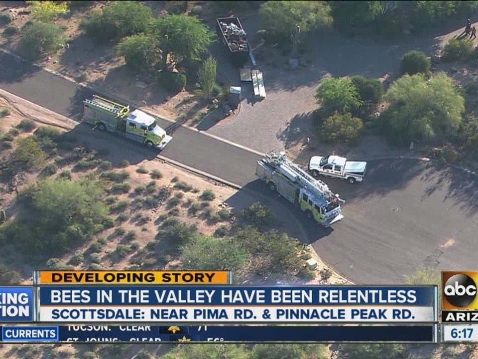 911 calls released in Peoria bee attack