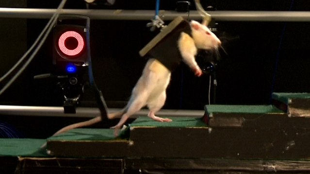 Could This Spinal Cord Implant Help Paraplegics Walk Again?