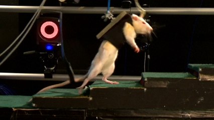 Could This Spinal Cord Implant Help Paraplegics Walk Again?