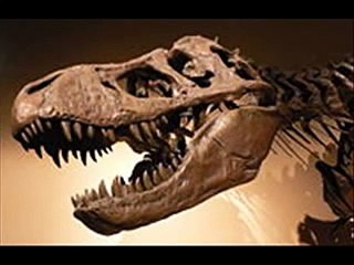 Esplora il Mondo dei Dinosauri: Ricostruzioni, Scheletri e Più 🦕