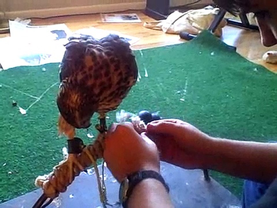 Playing with Goshawks