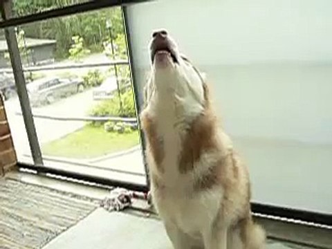 Siberian Husky Howling