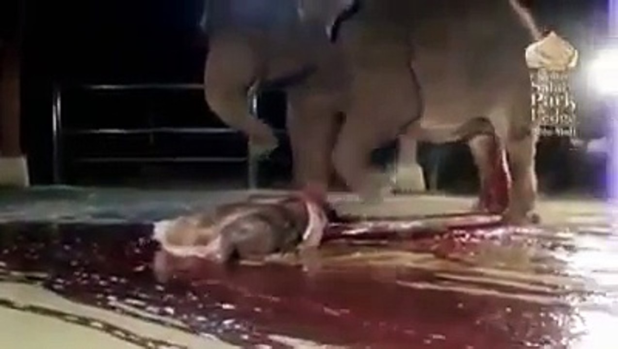 elephant birth