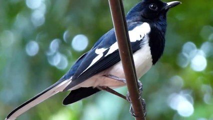 Panasonic Lumix DMC FZ-100 Test with HD