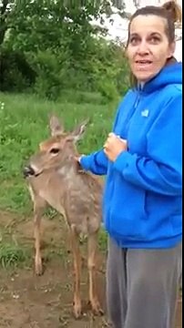 Petting a Friendly Wild Deer