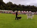 Police Dogs Display Gun Firearms Attack Glasgow