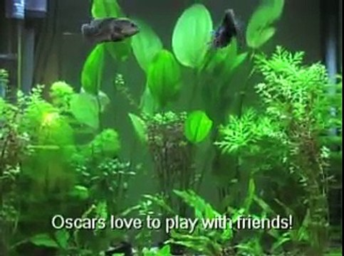 Oscar Fish - Planted Aquarium