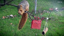 ENTERTAINMENT VIDEO FOR CATS. Squirrel stealing bird food!