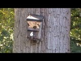 Hornissen Nest / nest of hornets (Vespa crabro)