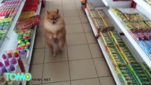 Dog walks upright for more than a minute as it roams Thai supermarket aisles