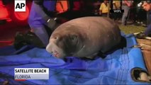 Manatees Rescued From Florida Storm Drain