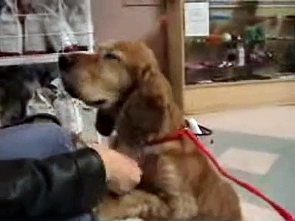 Sam, the Rescue Cocker Spaniel who needs a Valentine!