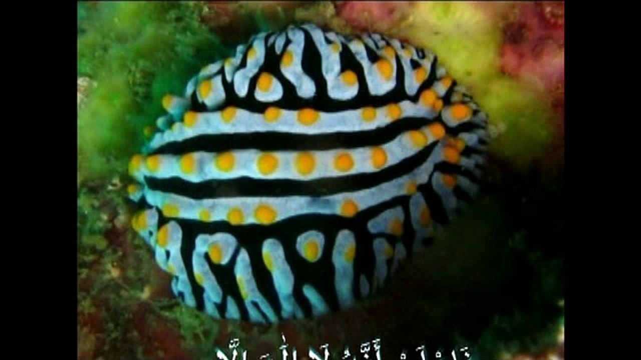 islamic miracle معجزات الله في خلقه سبحان الله لن تصدق ما سترى والله سوف تذهل