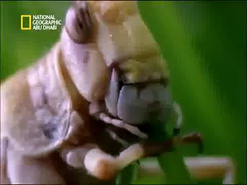 فيديو يوضح تركيب فم الجرادة و الطريقة التي تأكل بها