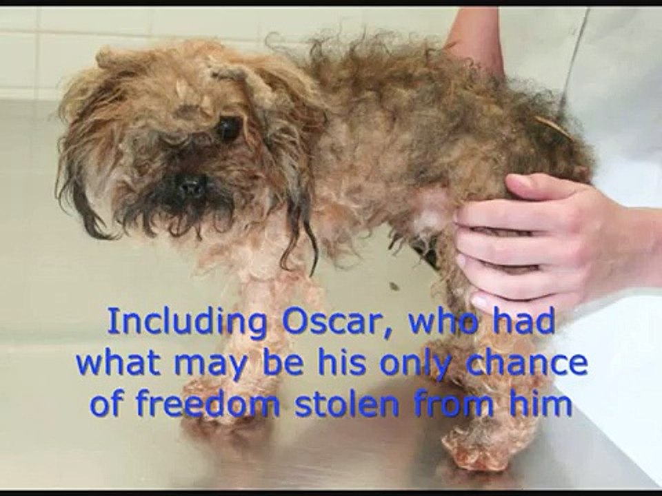 A poem, dedicated to puppy farm dogs