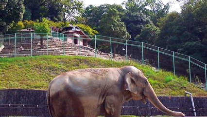 LUMIX DMC-GF1：動物園で動画を撮ってみました。岡崎市 東公園