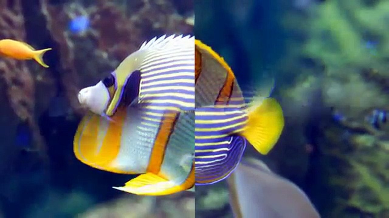 Aquarium de lyon