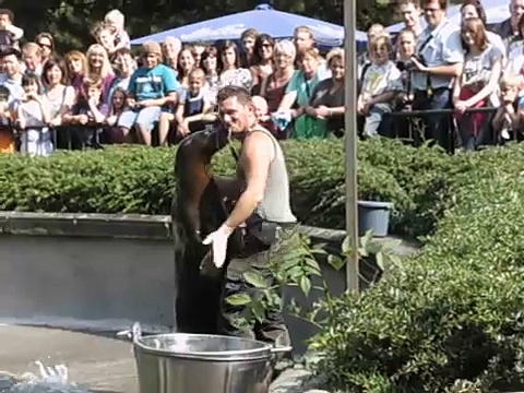 Tolle Seelöwenshow im Kölner Zoo