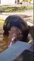Hippos help duckling escape from pond in zoo