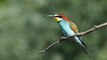 European bee-eater (Merops apiaster) in Hungary