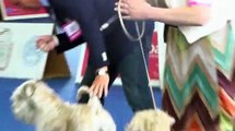 Irish Soft Coated Wheaten Terrier  World Dog Show 16 05 2013 Male champion