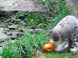 Baby snow leopard playing with a pumpkin at the zoo!