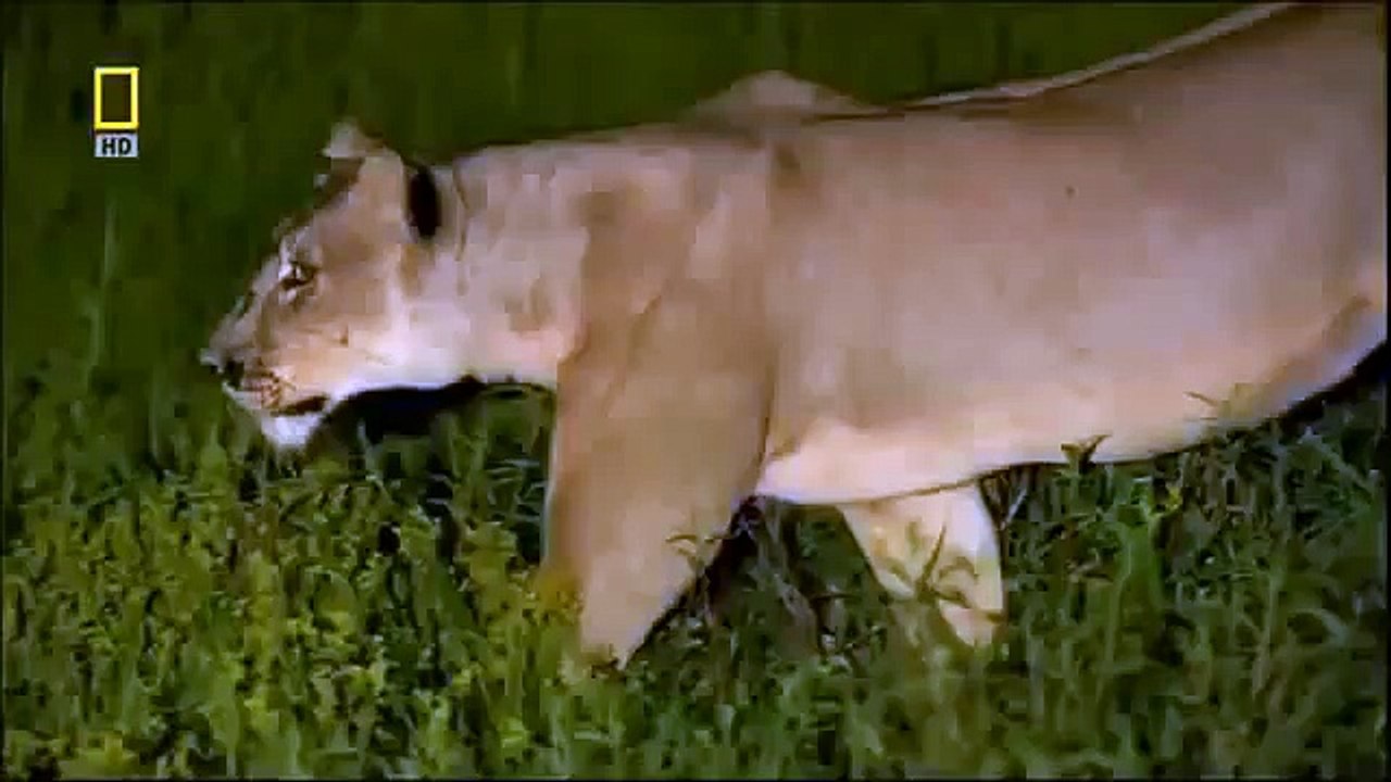 Animal attack A single Lioness against 12 Hyenas