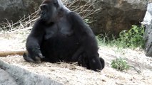 #01 Cute baby gorilla (four months old).かわいいゴリラの赤ちゃん（生後四ヶ月）。