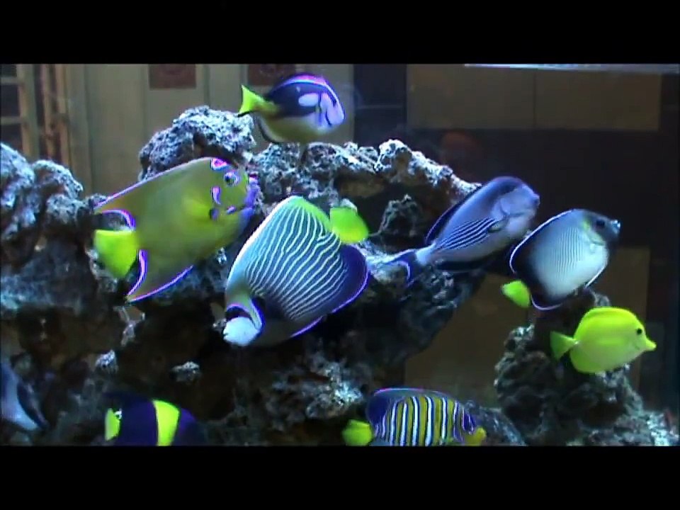 Marine fishes update (2012)