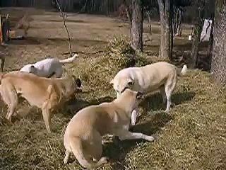 Anatolian Shepherd Dogs Playing in the Hay