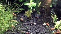 Planted Tank with Red cherry, Galaxy rasbora and Otocinclus