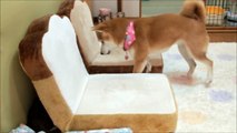 遊びたくて探り合う柴犬と子猫　Shiba Inu and kittens that want to play together