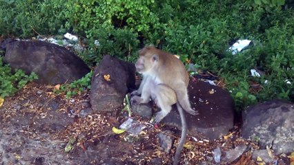 Monkey in District Belik, Pemalang, Central Java - 005