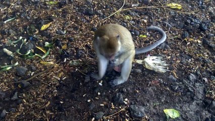 Monkey in District Belik, Pemalang, Central Java - 002