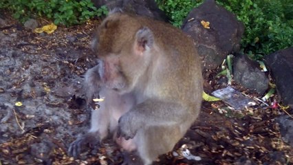Monkey in District Belik, Pemalang, Central Java - 006
