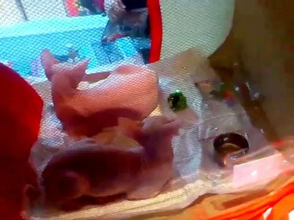 Sphynx cat - International cat show Winner Cat (FIFe) 2014. Funny Cats.