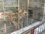 Beograd, Beo zoo vrt, vukovi