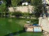 Beograd, Beo zoo vrt, labudovi i patke