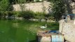 Beograd, Beo zoo vrt, labudovi i patke