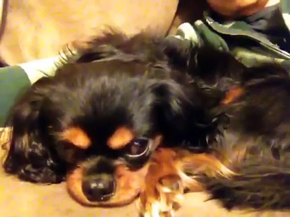 Cavalier king charles spaniel